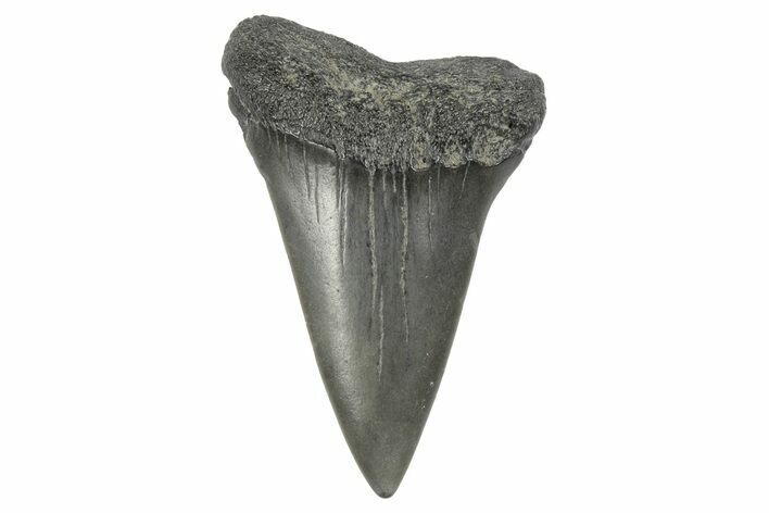 Fossil Broad-Toothed Mako Tooth - South Carolina #170418